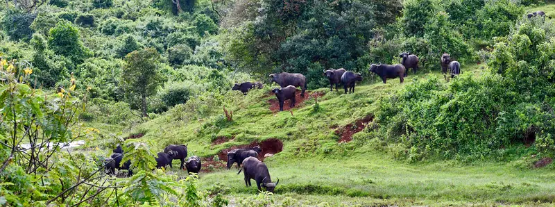 Herd of Cape buffalo on green forest slopes in the Aberdare highlands