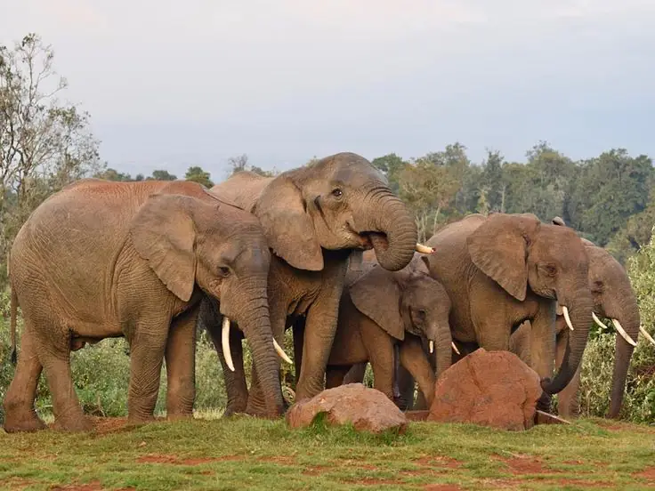 Family of elephants gathered together in Aberdare National Park