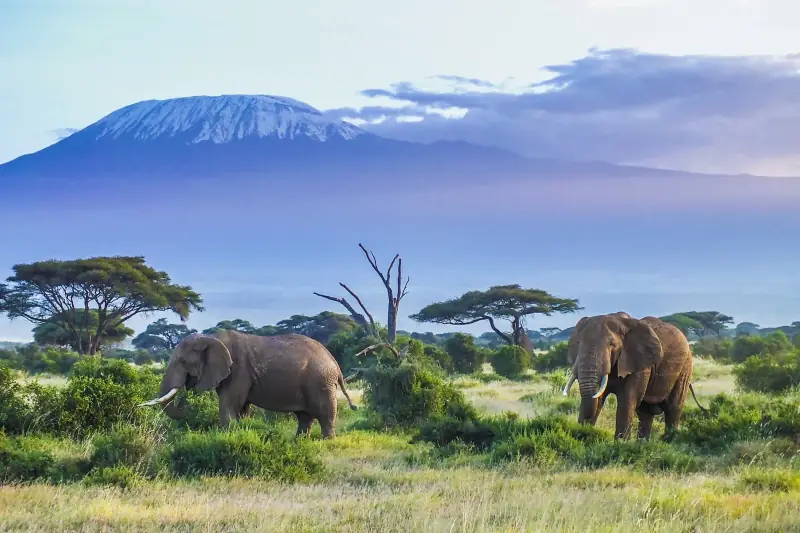 Elephants in Amboseli National Park with snow-capped Mount Kilimanjaro behind