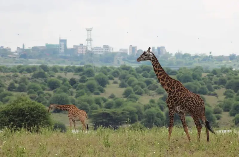 Maasai giraffes in Nairobi National Park with the city skyline behind