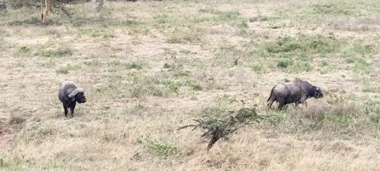 Two Cape buffalo out on the grassland