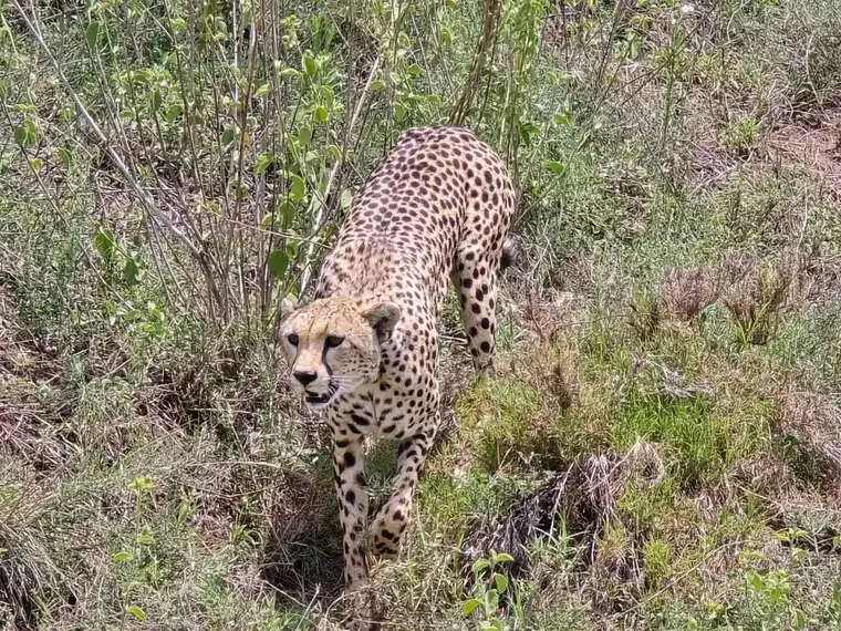 A cheetah on the move through the long grass