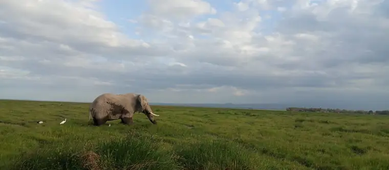 A lone elephant followed by cattle egrets