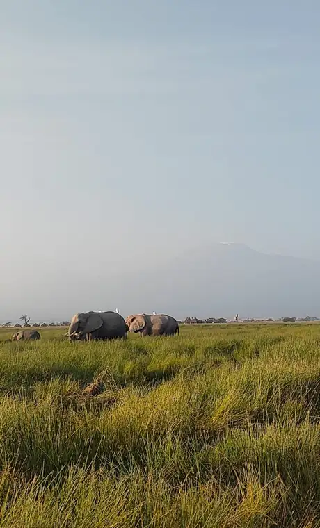 Elephants grazing in the long grass early in the morning