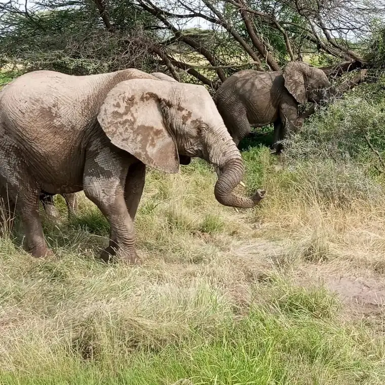 Elephants browsing beneath the acacias