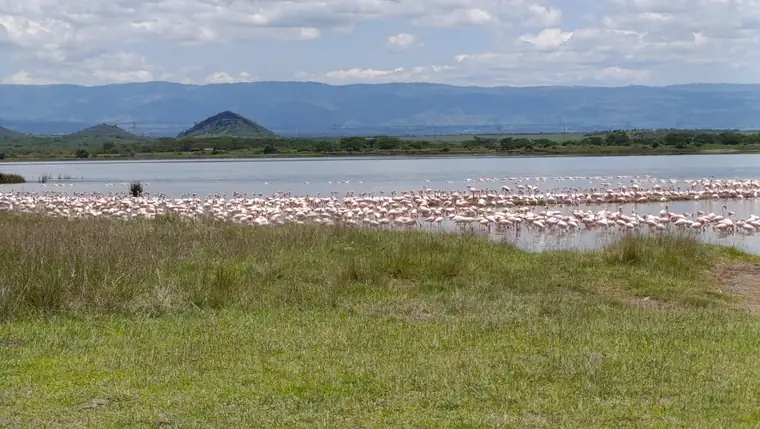 Flamingos lining the lake shore below the hills