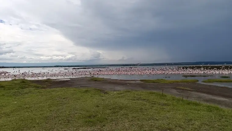 Flamingos on the shoreline under a gathering storm