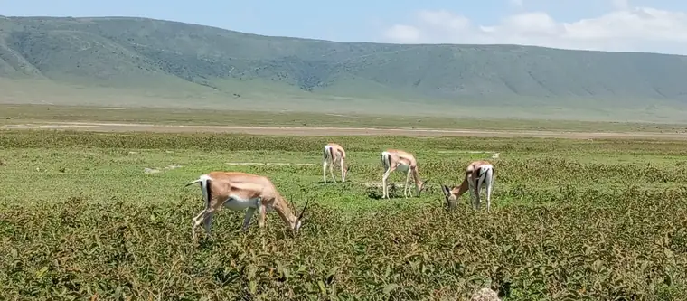 Gazelles grazing below a green escarpment