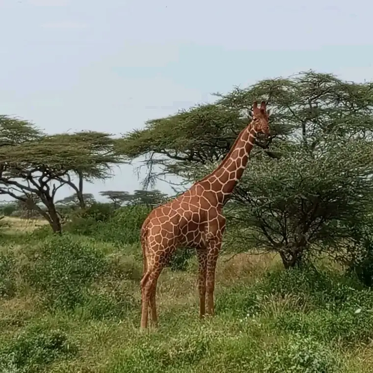 A giraffe among flat-topped acacia trees