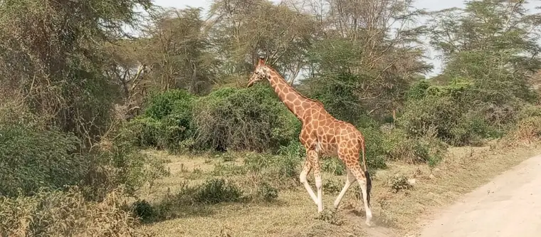 A giraffe striding along the edge of the track