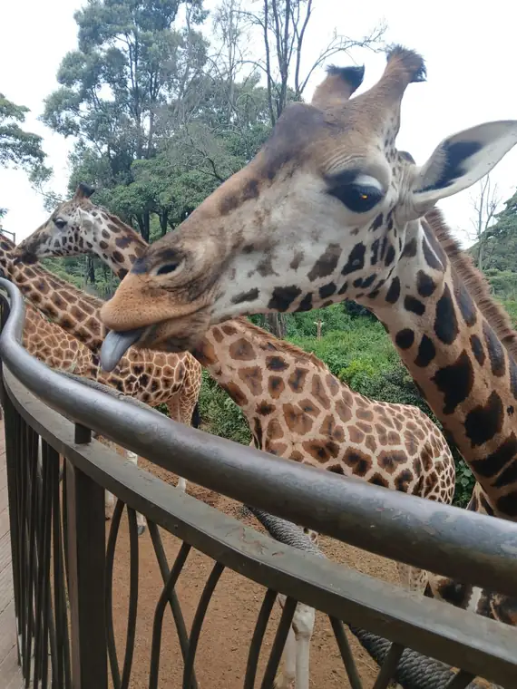 A giraffe leaning in close at the feeding platform