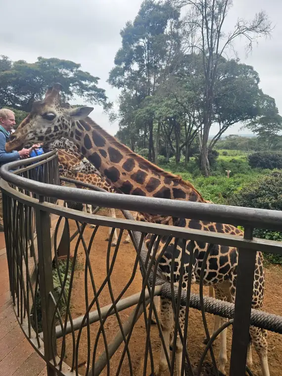 Giraffes leaning over the railing to say hello