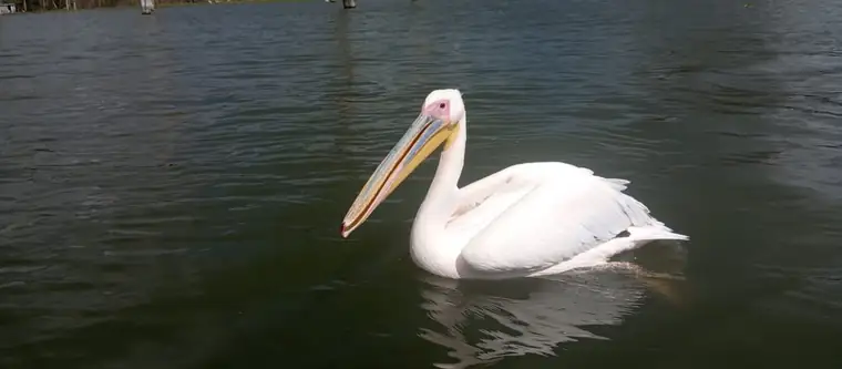A great white pelican drifting on the water