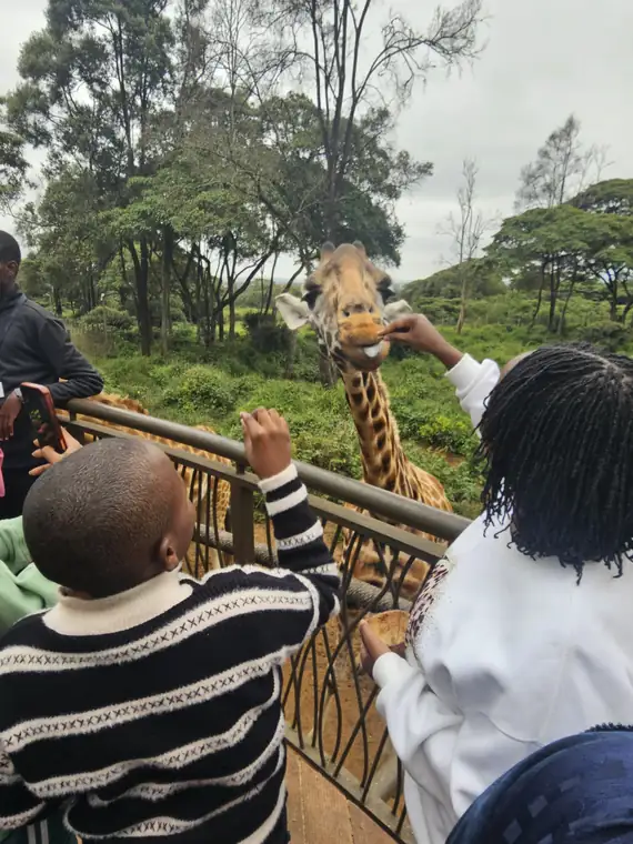 Guests hand-feeding a giraffe at the feeding platform
