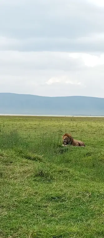 A lion resting in green grass with the lake beyond