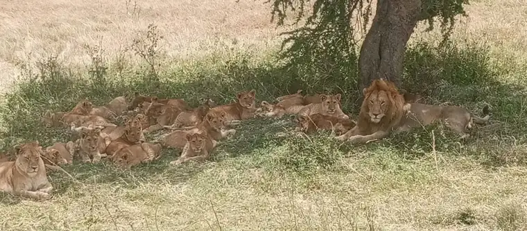 A pride of lions resting in the shade of an acacia