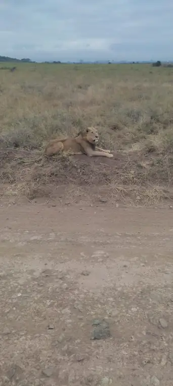 A lioness resting beside the road