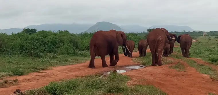 Elephants dusted red, walking along a red earth track