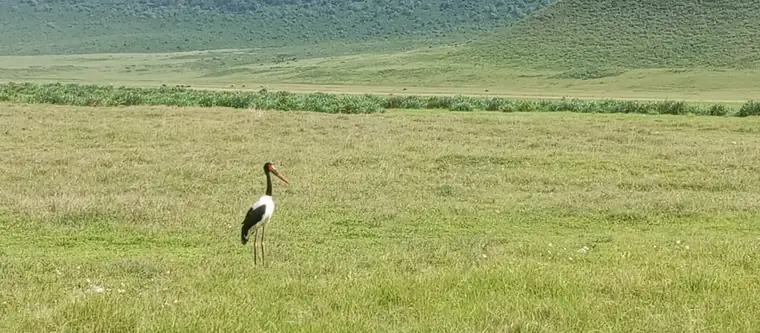 A saddle-billed stork out on the open grassland