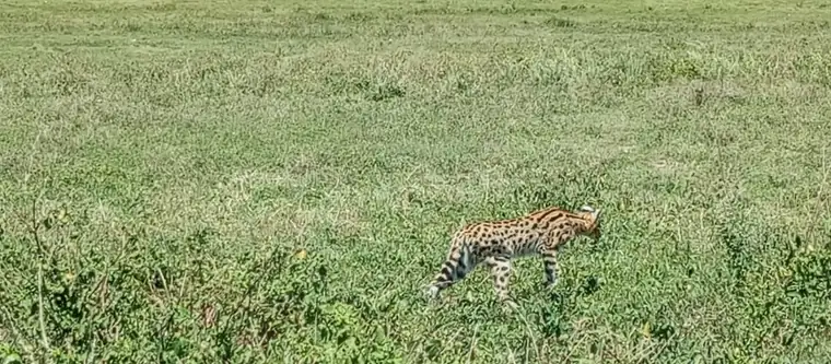 A serval cat hunting through the grass
