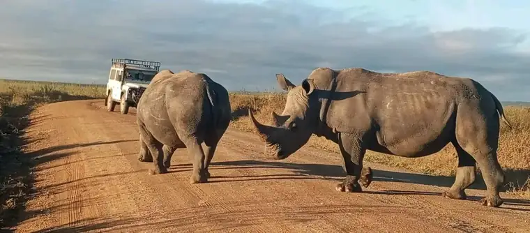Two white rhinos crossing the track ahead of a safari vehicle