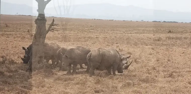 White rhinos gathered beneath a lone tree