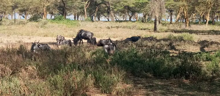 Wildebeest resting in the shade of the woodland