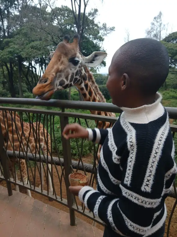 A young guest face to face with a giraffe
