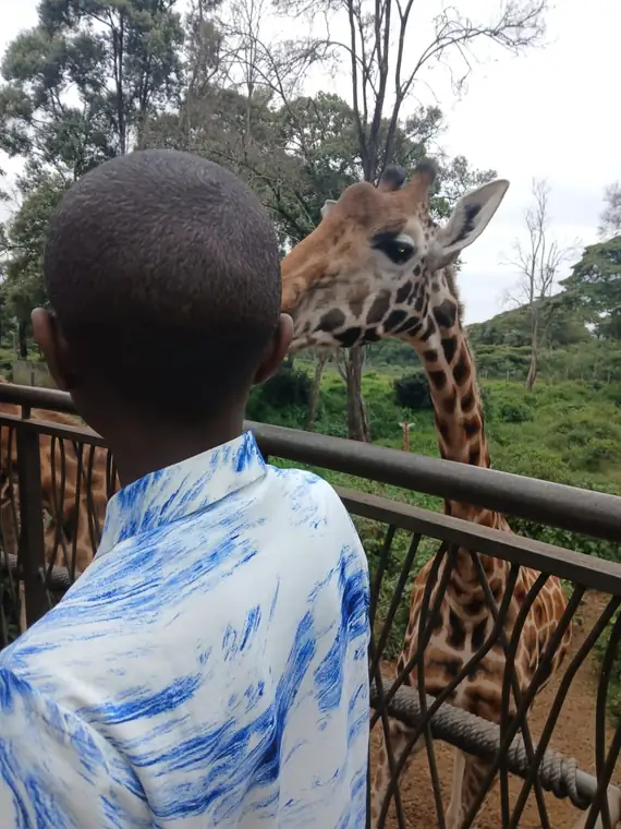 A young guest watching a giraffe up close