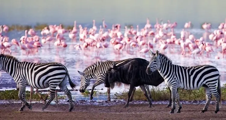 Zebras and a wildebeest on the shore of Lake Nakuru with pink flamingos behind