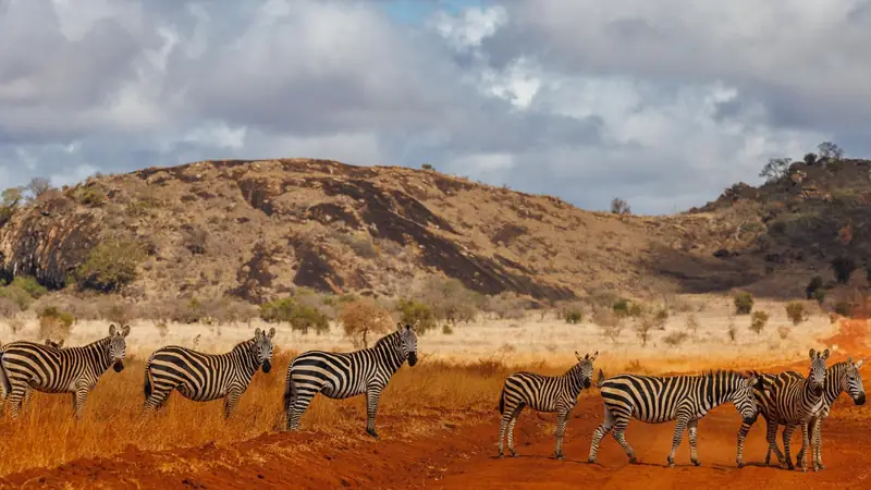 Zebras on red earth below a rocky hill in Lumo Conservancy
