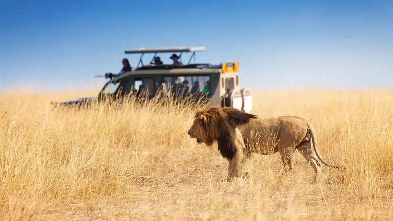 Male lion walking through golden grass beside a safari vehicle in the Masai Mara