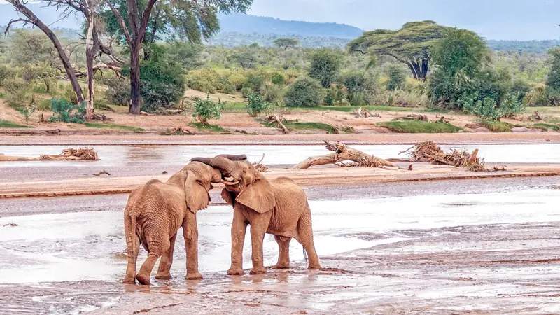 Two young elephants play-fighting on the sandy bed of the Ewaso Nyiro River in Samburu