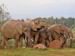 Wildlife And Wonder Circuit: Aberdare, Lake Nakuru, Masai Mara, Nairobi Safari
