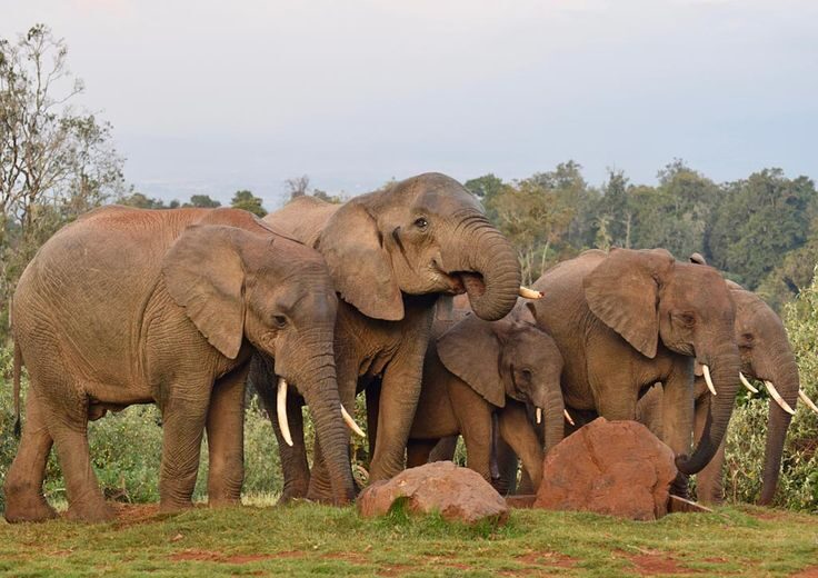 Wildlife And Wonder Circuit: Aberdare, Lake Nakuru, Masai Mara, Nairobi Safari