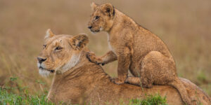 Plains to Paradise Tour: Samburu, Lake Nakuru, Masai Mara, Amboseli, Diani, from Nairobi