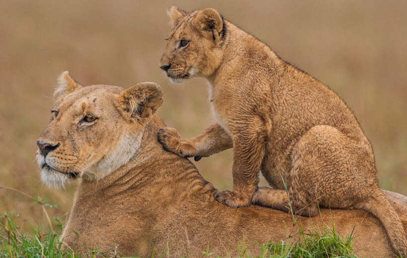 Plains to Paradise Tour: Samburu, Lake Nakuru, Masai Mara, Amboseli, Diani, from Nairobi