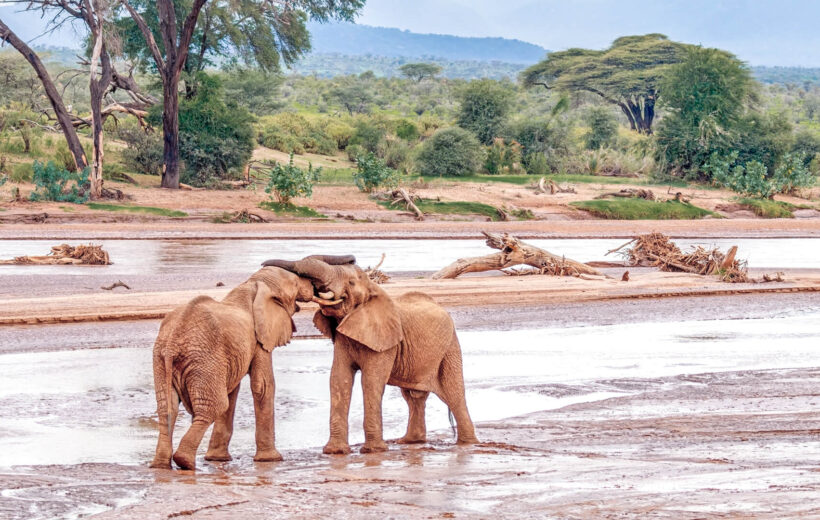 Kenya, Your Way: A Safari as Unique as You